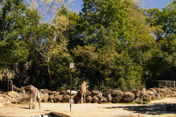 Animals in the zoo. Wild African animals in a summer forest on a sunny day. Outdoor activities with children. Riverbanks Zoo and Garden, Columbia, South Carolina, USA. Giraffes in the zoo. 