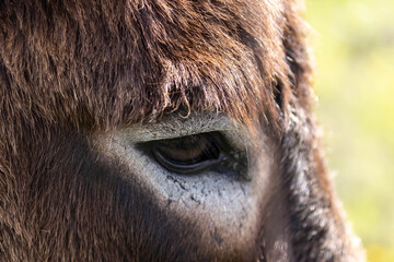 Donkey Eye