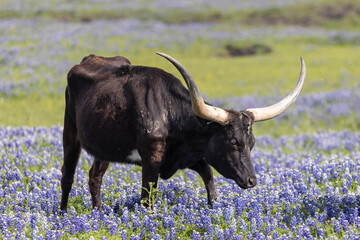 Bull in Bluebonnet Field
