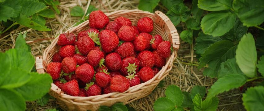 A basket full of strawberries is in the center of a field. The woven container is brimming with freshly picked berries amongst the farm greenery.