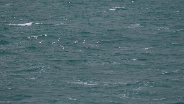 Vol de goëlands au-dessus de la mer en Bretagne - 4K