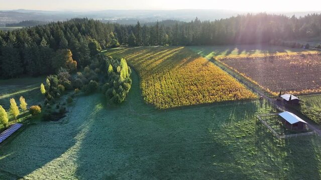 Aerial: Curvaceous Patterns Of Vineyard Rows Unfold Beneath The Early Morning Light, With The Tranquility Of Nature'S Waking Hour Enveloping The Landscape In Peace. - Sherwood, Oregon