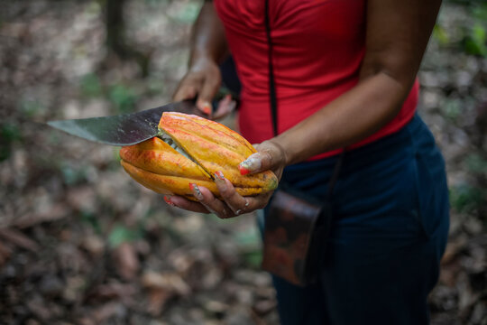 Close up of woman hands cutting ripe cacao fruits with machete in her plantation.