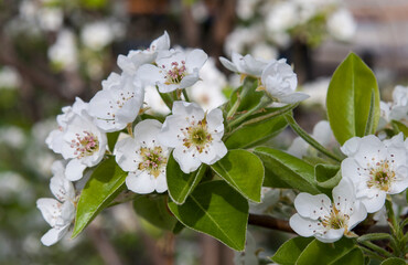 delicate white pear flowers among green leaves