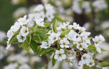 delicate white pear flowers among green leaves