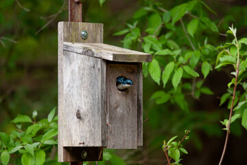 wooden bird house and bird