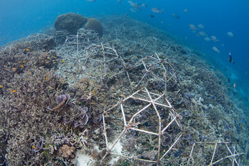 Metal structures have been put on the seafloor as a coral reef restoration project in Raja Ampat,...