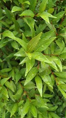 Genus Syzygium Leaves