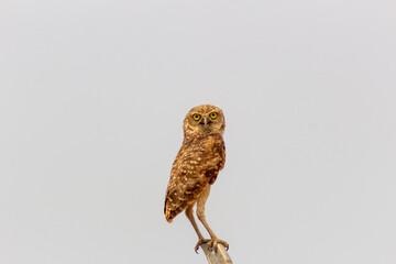 cute owl on a fence in the wild