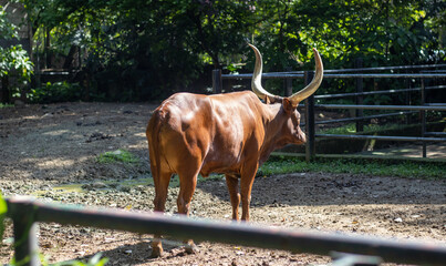 Fototapeta premium big red bull with huge breasts