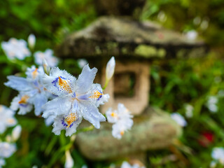 シャガの花と石灯籠