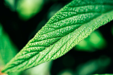Green leaf, close up. Shallow depth of field. Macro photography