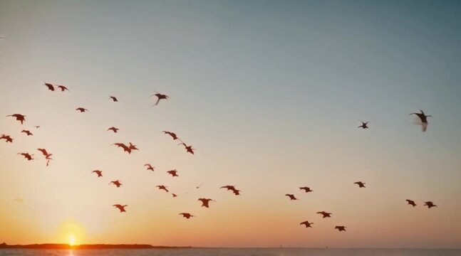 Slow-motion shot of seagulls flying against the sunset.
