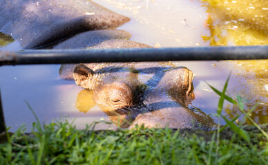 large hippopotamus sticking its head out of a small lake in high resolution and high quality