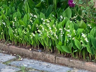 parterre de muguet