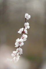 Apricot flowers bloom in spring