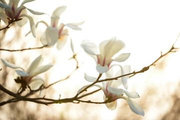 Magnolia flower open in spring
