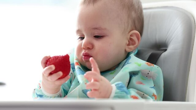 Cute Baby Boy Sitting in High Chair Eating a Strawberry. Home, Mealtime.