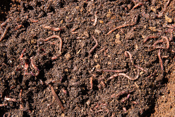 Worms in soil compost bin that will be used for gardening.   Natural light, sun.  