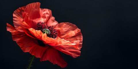 Remembrance Day banner with a close up of a poppy flower on a black background, providing copy space. Suitable for commemorations and memorials.