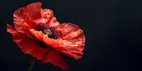 Foto op Plexiglas Remembrance Day banner with a close up of a poppy flower on a black background, providing copy space. Suitable for commemorations and memorials. © ELmahdi-AI
