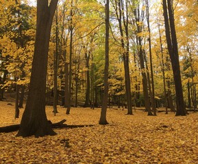 fall forest golden maples