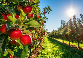 Apple orchard in autumn green grass, beautiful scenery, green nature