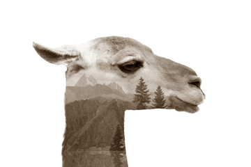 Double exposure of cute guanaco and mountains