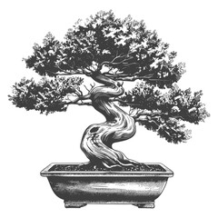 Obraz premium bonsai tree images using Old engraving style body black color only