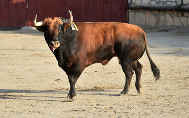 Un toro español con grandes cuernos en un espectaculo de corrida de toros en españa - 785794320