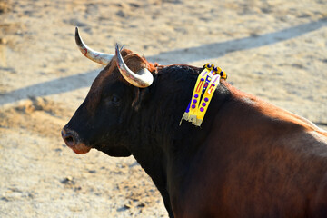 Un toro español con grandes cuernos en un espectaculo de corrida de toros en españa - 785794542