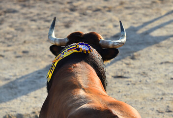 Un toro español con grandes cuernos en un espectaculo de corrida de toros en españa - 785794575