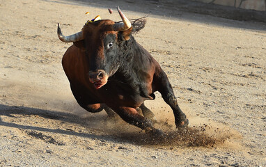 Un toro español con grandes cuernos en un espectaculo de corrida de toros en españa - 785794591