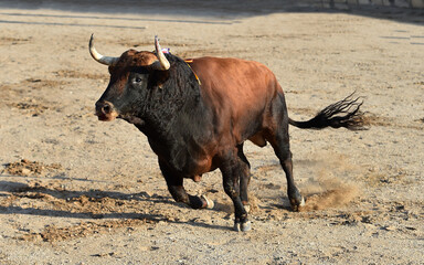 Un toro español con grandes cuernos en un espectaculo de corrida de toros en españa - 785794709