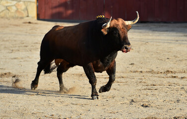 Un toro español con grandes cuernos en un espectaculo de corrida de toros en españa - 785794720