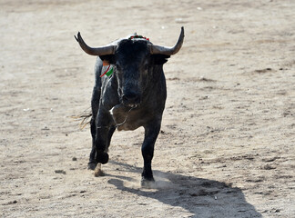 un toro bravo en españa con grandes cuernos