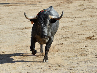 Un toro español con grandes cuernos en un espectaculo de corrida de toros en españa - 785794771