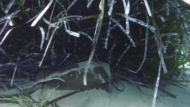 Stingray hiding in the shadow of posidonia field gracefully swims away Serifos island Greece