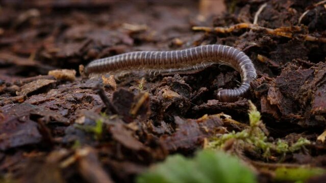 Tiny millipede in closeup shot on forest floor. Macro shot of crawling critter.