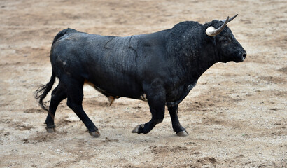 un toro bravo en españa con grandes cuernos