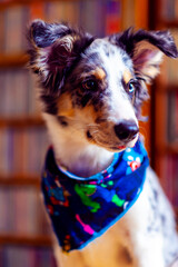 Border Collie