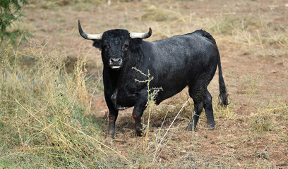 un toro bravo en españa con grandes cuernos