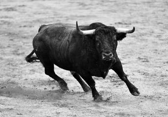 un toro bravo en españa con grandes cuernos