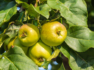Green apples ripening on a tree