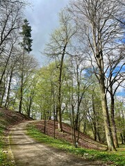 Spring landscape with green grass and trees in the park under blue sky