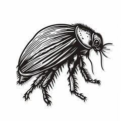 detailed line drawing of a beetle - obrazy, fototapety, plakaty