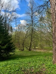 Spring landscape with green grass and trees in the park under blue sky
