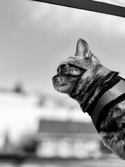 Black and white portrait of a cat on the roof of the house