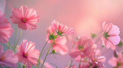 Pink Cosmos Flowers in Full Bloom on Dreamy Background. Perfect for Spring and Summer Designs.