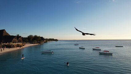 a bird is flying over a body of ocen close to beach Zanzibar Africa Tanzania